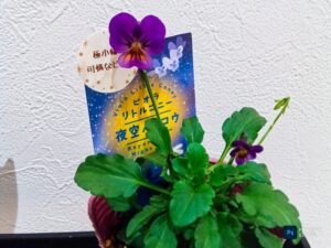 夜空のムコウ　ビオラ