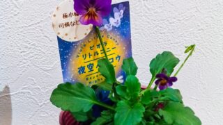 夜空のムコウ　ビオラ